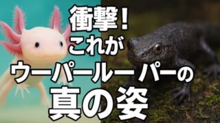ウーパールーパー最終形態は気持ち悪い？陸化の条件と寿命や飼育法を解説 